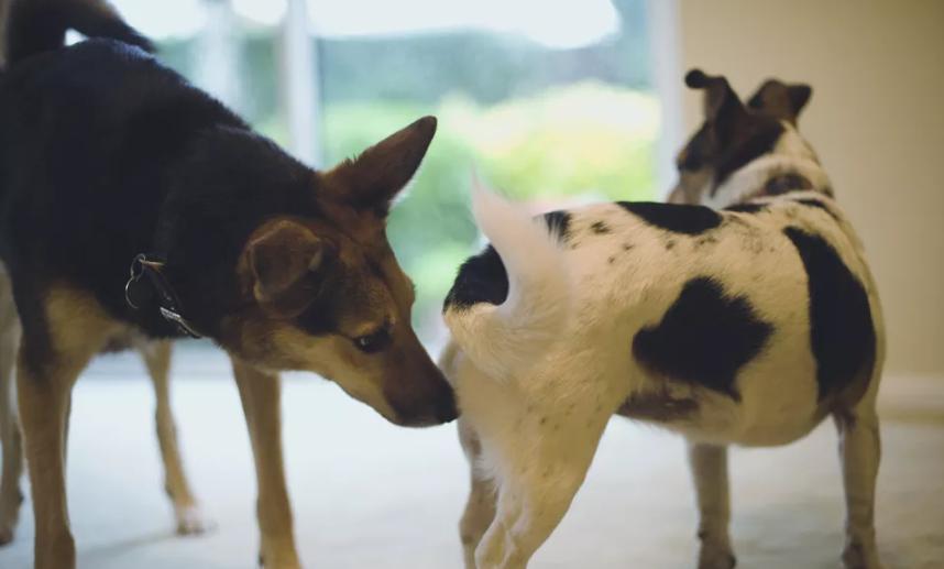 狗狗保护主人的行为,狗狗的34种行为解读