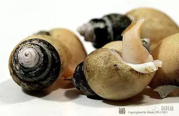 峨螺是什么,厚重峨螺