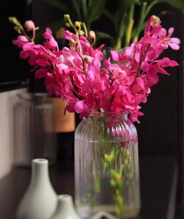 过年家里摆什么植物好,家里过年要摆几样水果