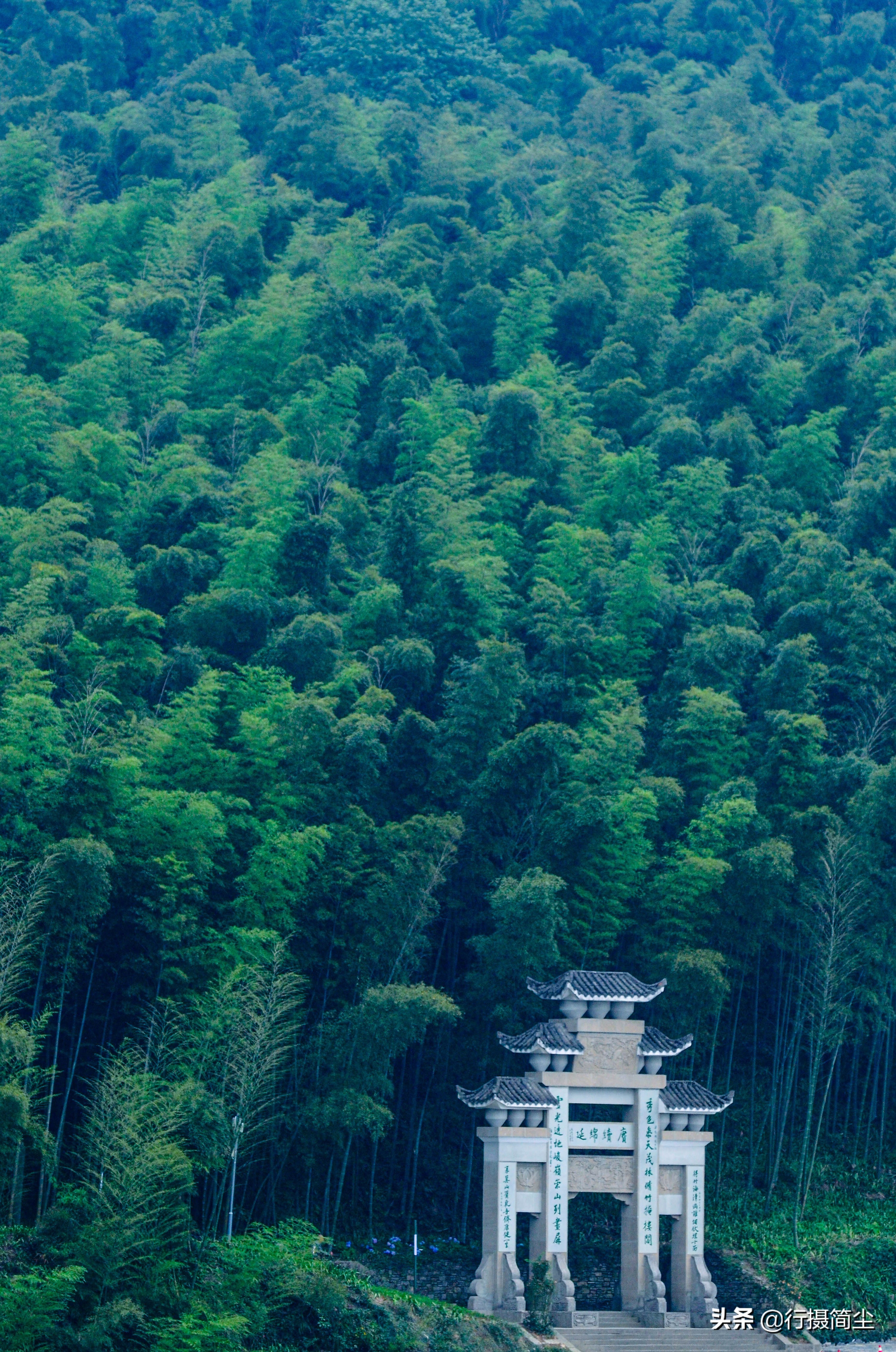 永川茶山竹海，茶山含情，竹海溢笑