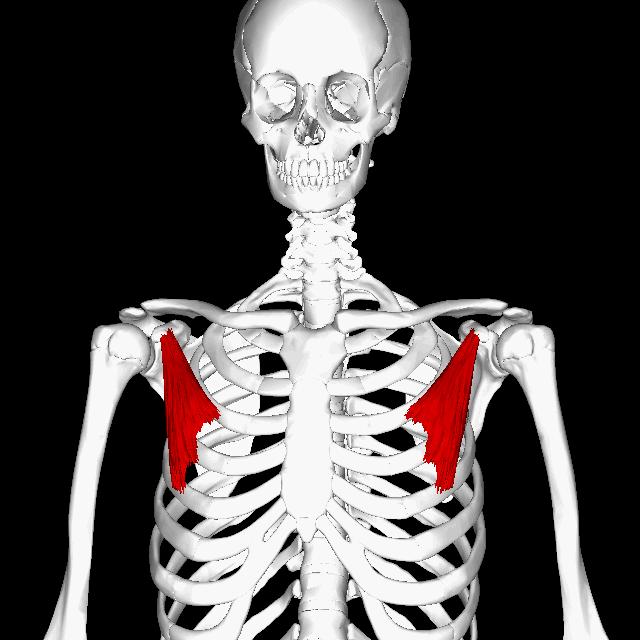 蝴蝶骨中间脊椎有凸起,翼状肩胛为何要加强菱形肌