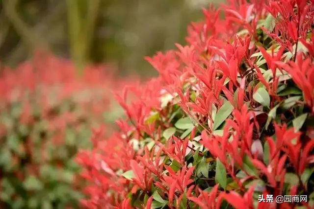 小色块苗的种植前景,色块杯苗什么品种用量大
