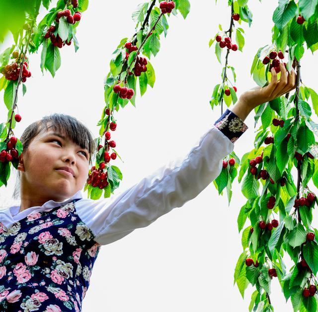 开封博爱网络樱桃节,博爱樱桃节是什么时候