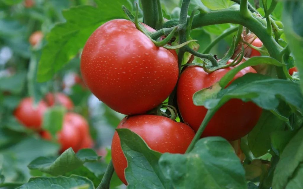 如何辨别蔬菜打激素,番茄打激素的鉴别方法