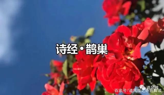 鸠占鹊巢诗经原句,诗经鸠占鹊巢全诗