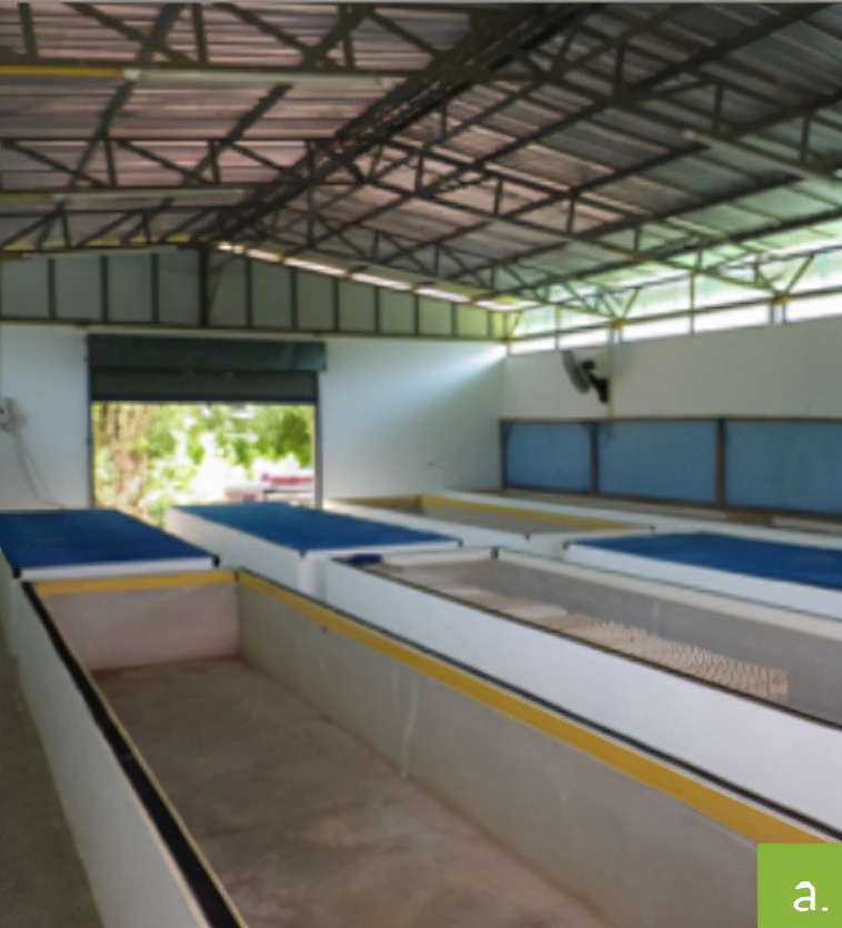 食用蟋蟀养殖赚钱吗农村,食用蟋蟀养殖