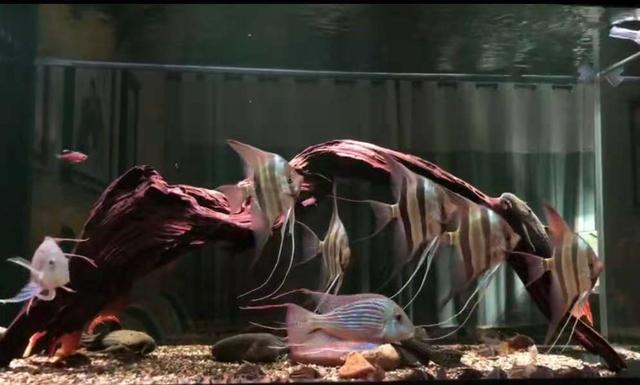 新缸养水几天能培养出硝化细菌,新开缸几天能培养出来硝化细菌