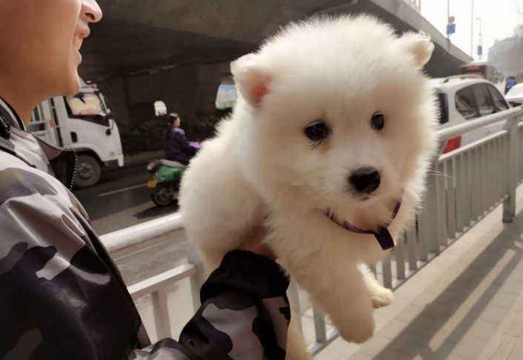 养五只萨摩耶是什么体验,养了一只萨摩耶是什么体验