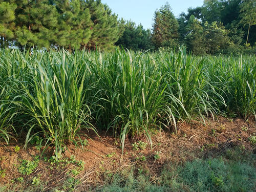 养羊和喂羊的区别,想养羊去哪里学