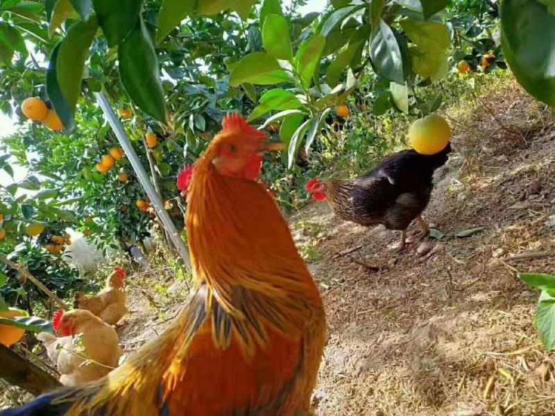 赣南脐橙江南市场价格,赣南脐橙黄龙果市场价格