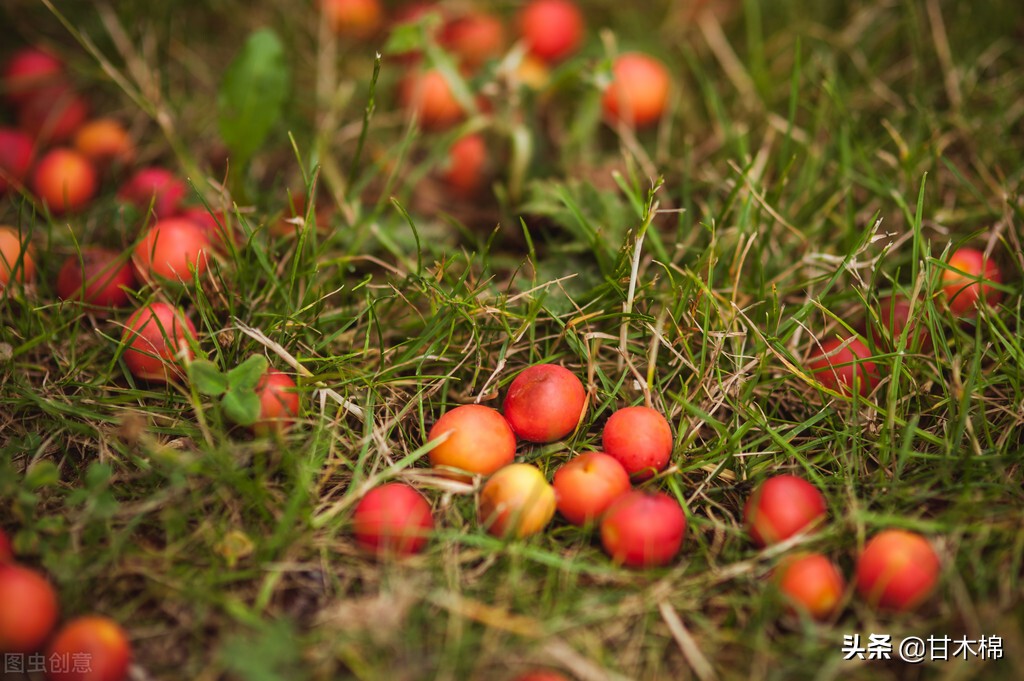 童年野果子,儿时的野果子总让人回味无穷