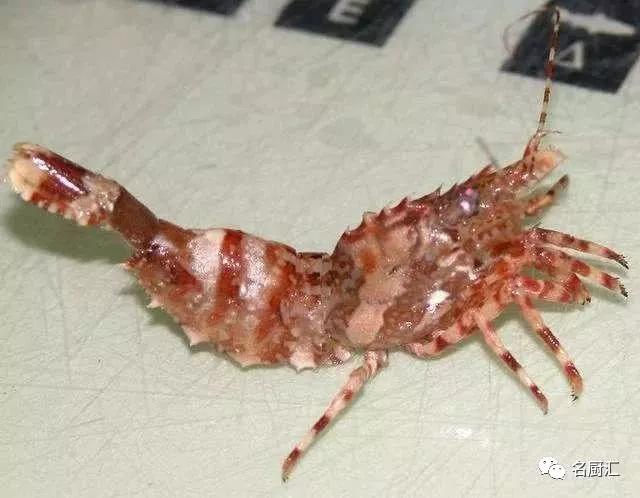 世界顶级十大海鲜,十大顶级海鲜价格排行榜