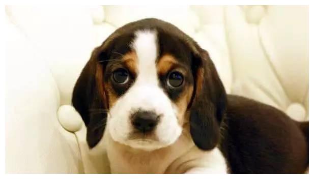 狗狗品种大全及介绍,狗狗品种大全带你走进狗狗的世界