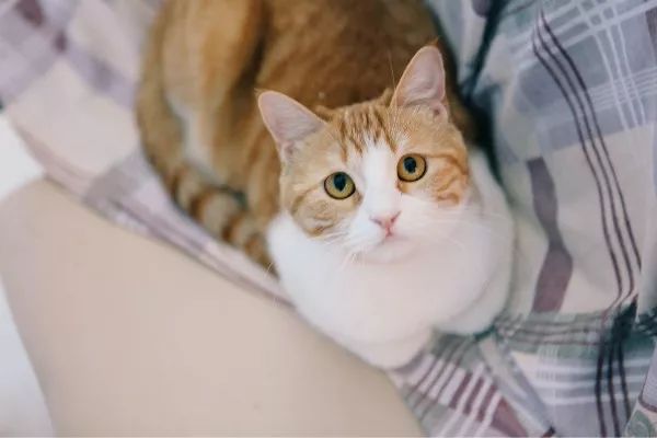 辟谣:养猫会得猫抓热?猫抓热到底是什么病?你家猫咪患上了吗?