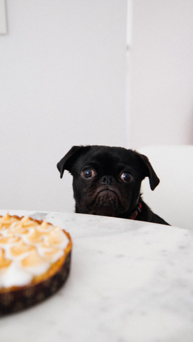 可爱宠物狗高清壁纸,人和狗的高清壁纸