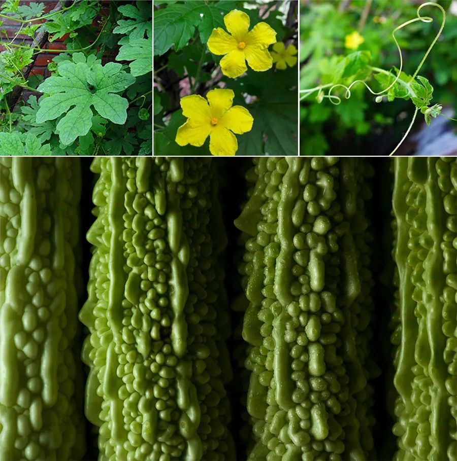 儿童画国画苦瓜的画法,儿童画教程植物