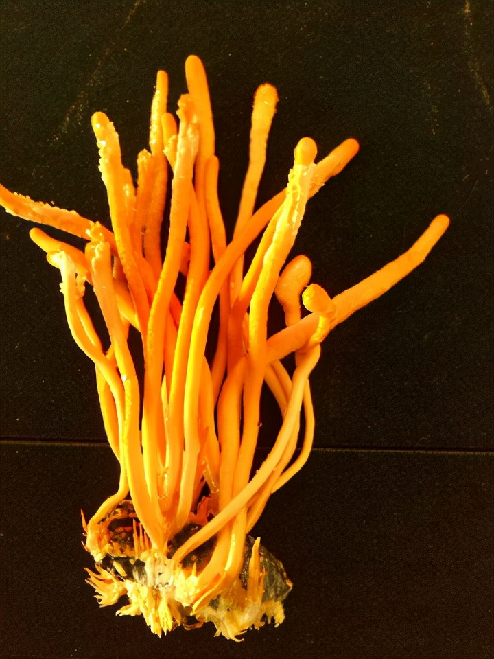 吉林地理标志农产品,吉林省23个国家地理标志农产品