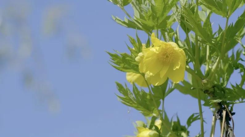 牡丹为什么称为雍容华贵,牡丹真正的国色天香