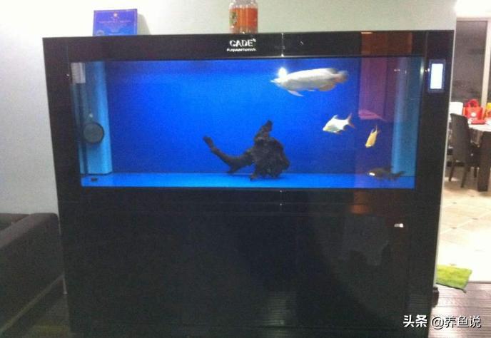 观赏鱼放鱼缸前用什么药消毒,观赏鱼鱼缸消毒