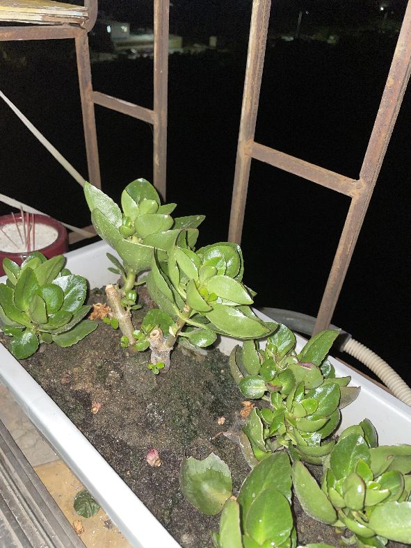 晚上手机开闪光灯拍照白茫茫一片,xs开闪光灯拍照白茫茫是有问题吗