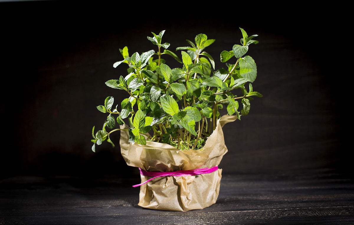 厨房里放什么植物最吸收油烟味道,厨房植物盆栽吸油烟