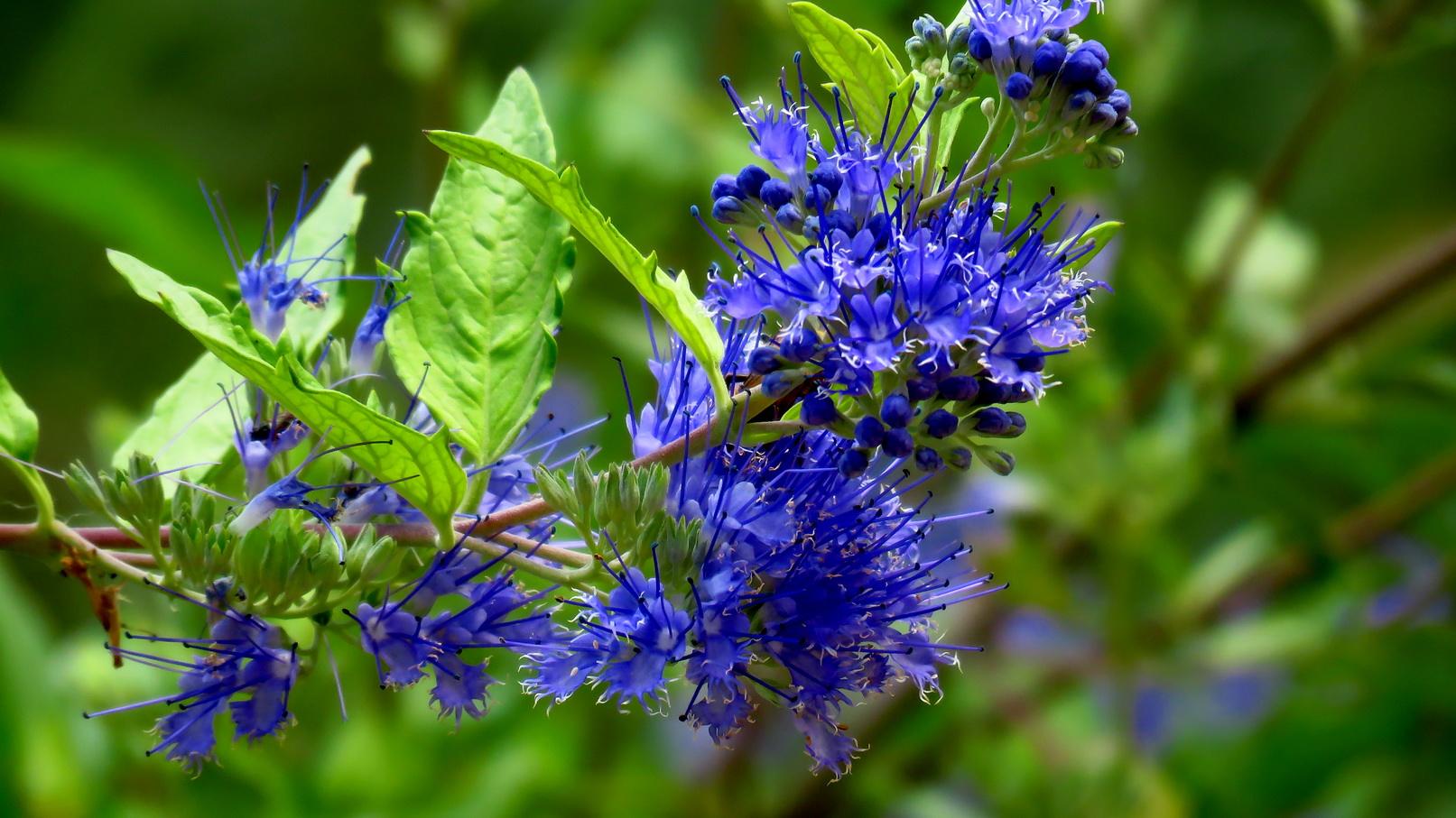 十种蓝色花,常见的六种蓝色花