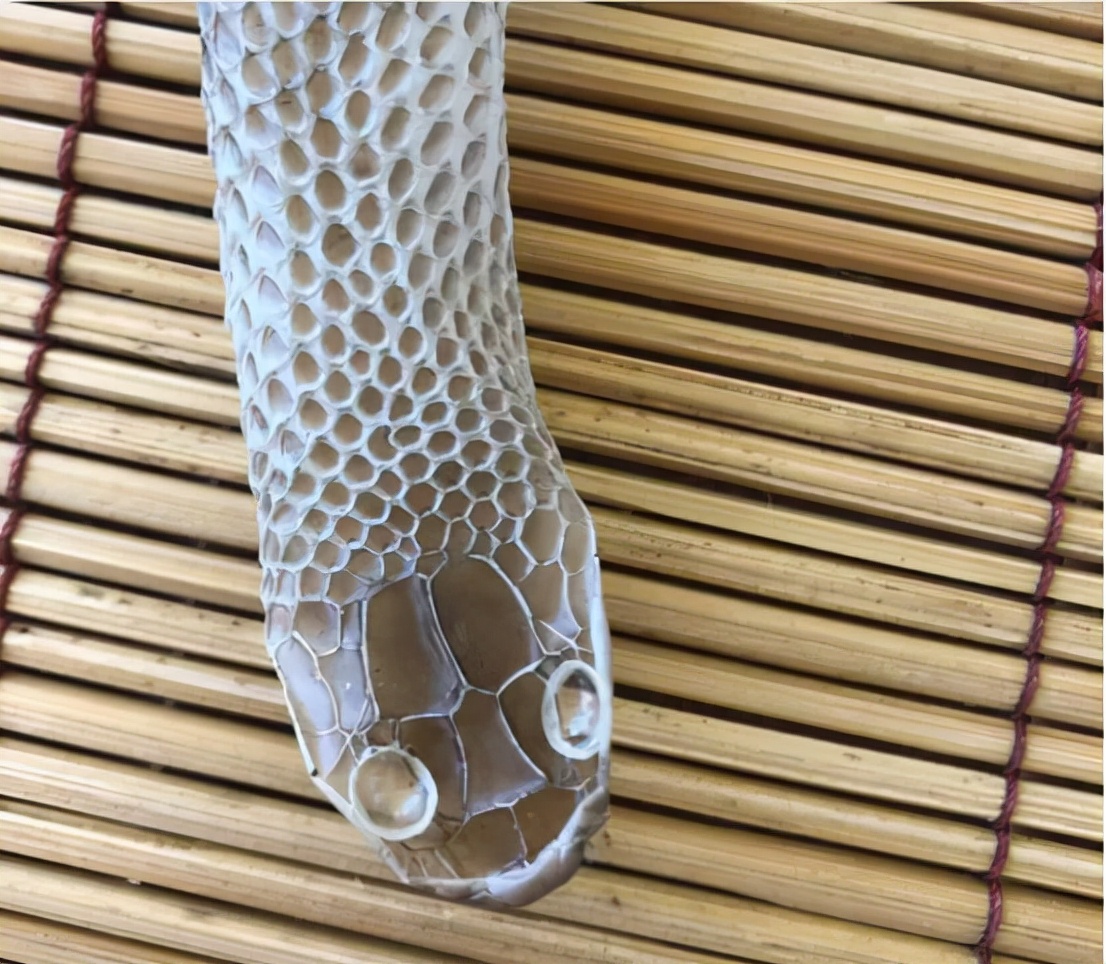 澳洲女士在脸书上求助，称家中发现蛇皮，却不见蛇影，该怎么办？