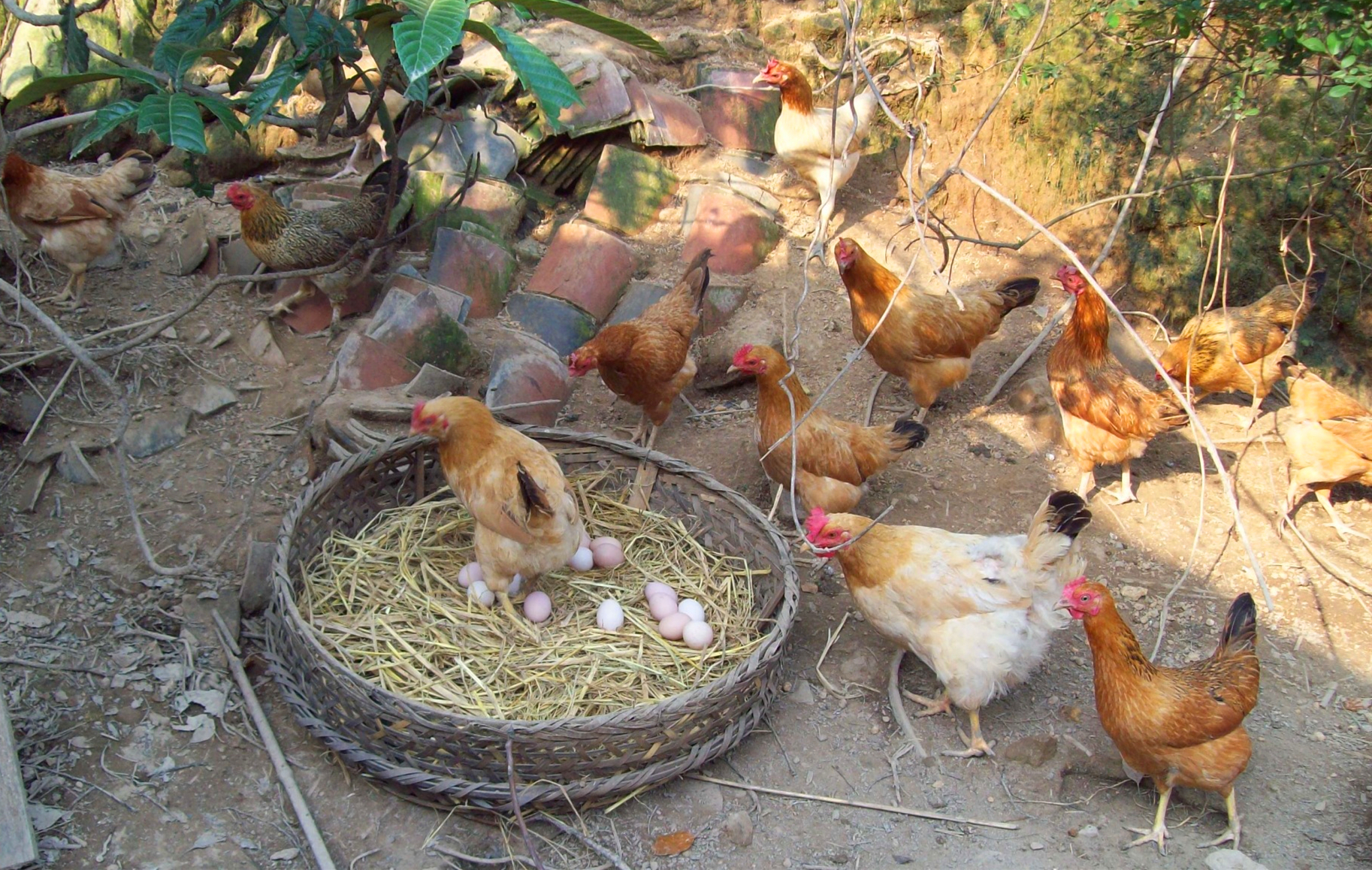 产蛋鸡啄蛋原因,产蛋鸡啄毛怎么办