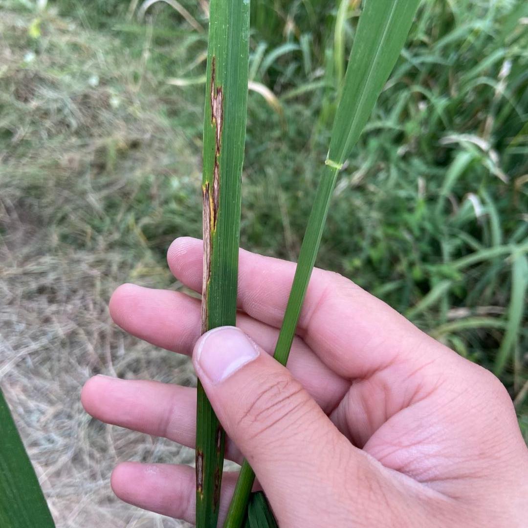 网购敢卖假农药吗,网购农药一百单