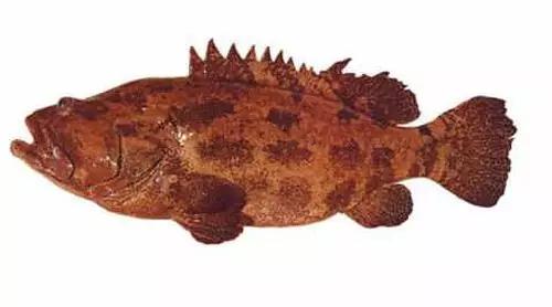 十种受欢迎的海鲜鱼类,最名贵的海鲜鱼类