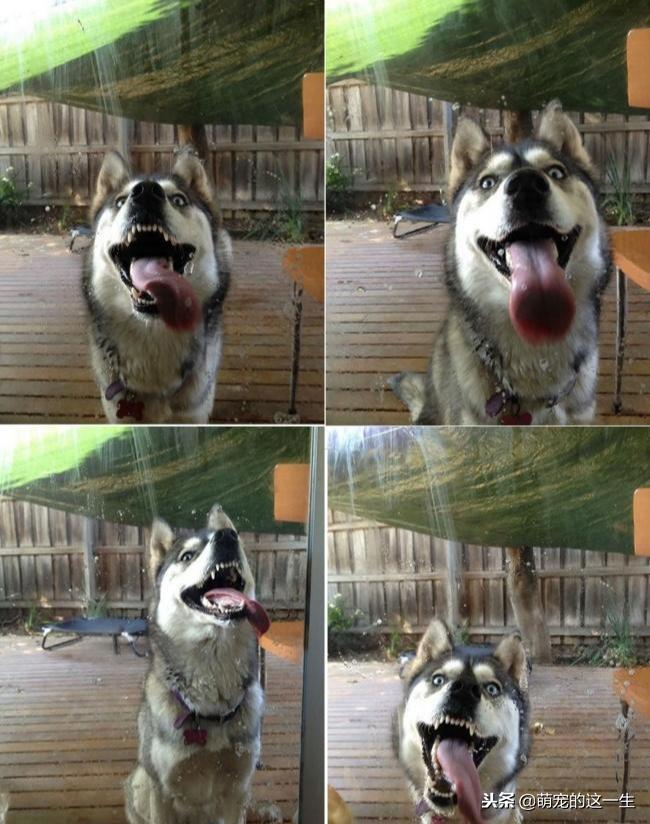 事实证明,不管是大型犬还是小型犬,养只二哈才是最省钱的