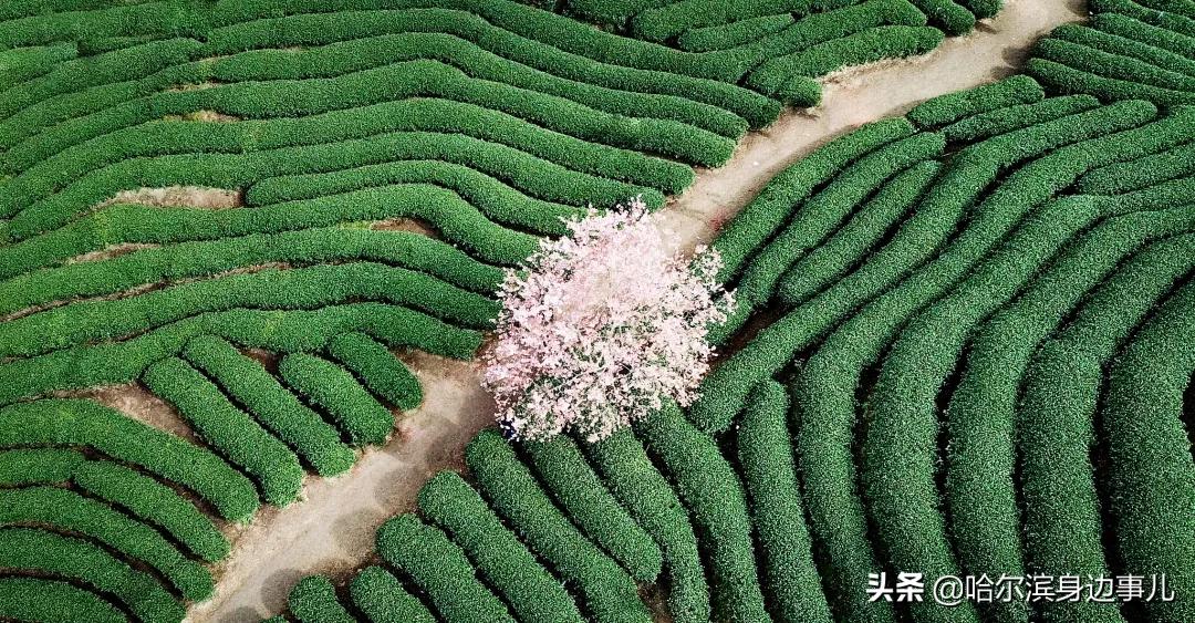 哭了!来了北方,奶茶都喝不上了。为什么北方是奶茶荒漠?