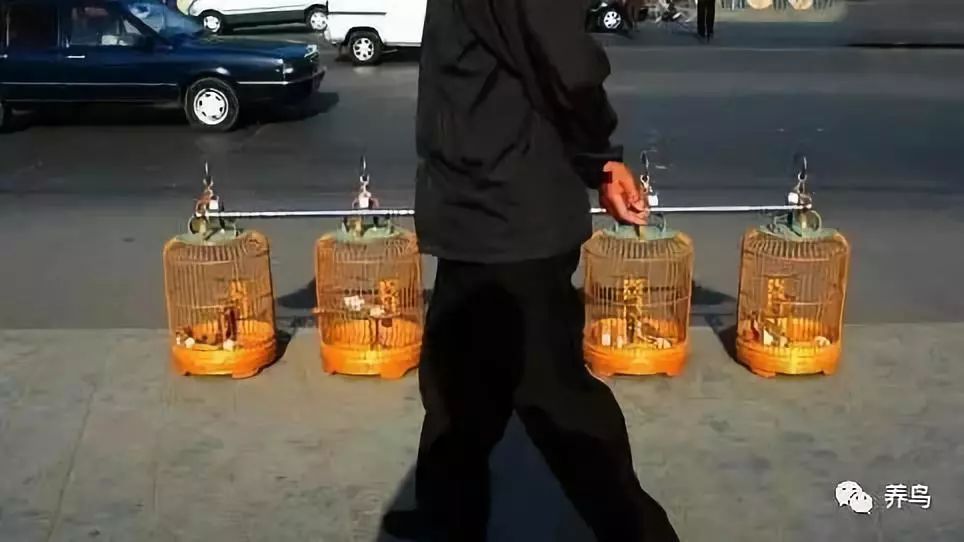 观赏鸟类排名,十大好看的观赏鸟排名榜