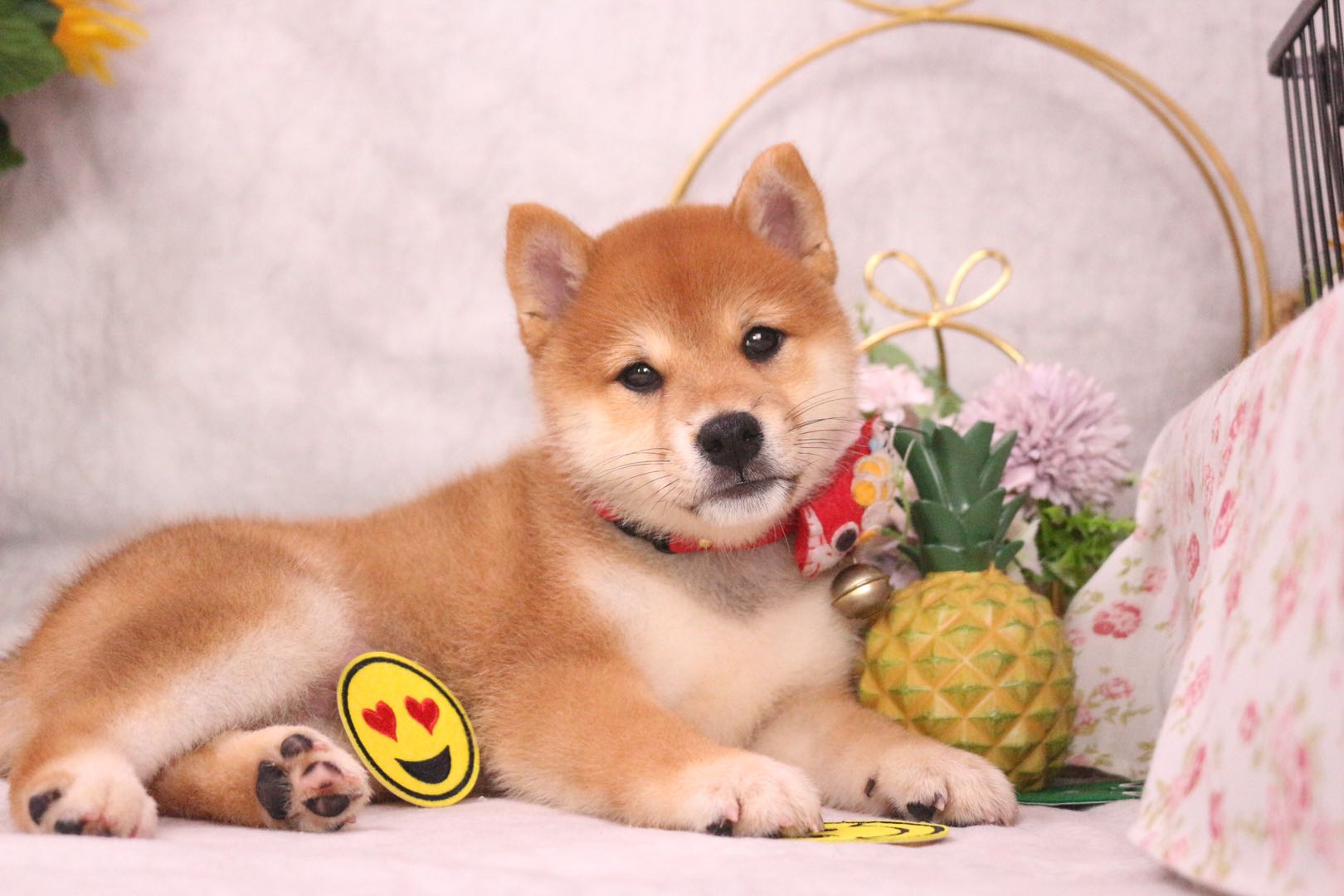 柴犬为什么价格悬殊那么大,柴犬价格为什么差距这么大