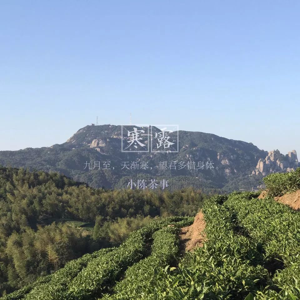 买茶叶怎么确保是新茶 (网上买的新茶能放多久)