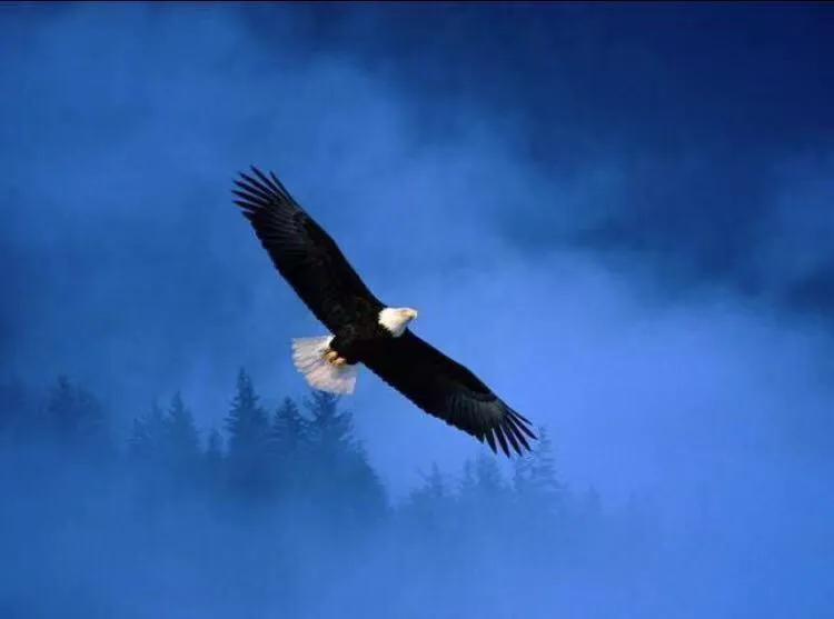 老鹰俯冲抓小鸡,老鹰抓小鸡有多大