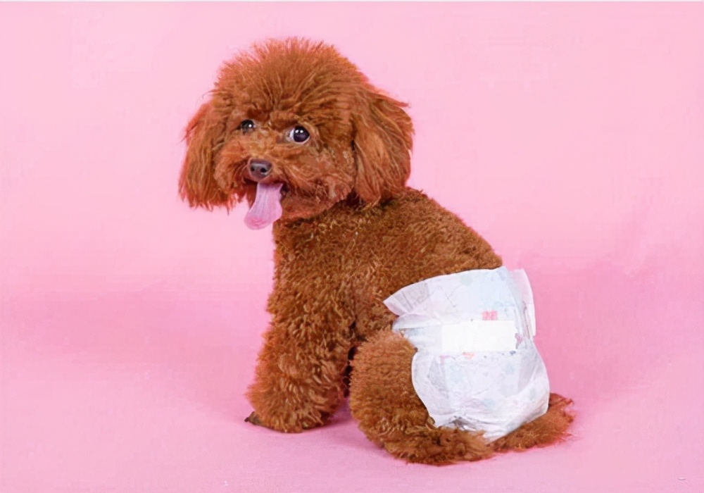 养狗小技巧狗来例假,养狗经验分享多读书