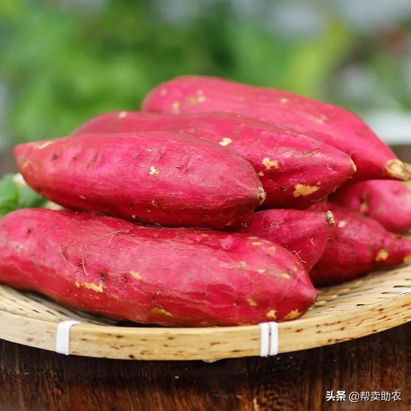 天目山小香薯软糯香甜无筋无丝,正宗临安天目山小香薯5斤25个左右