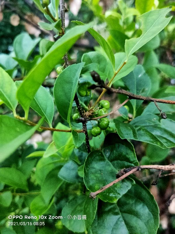 像蟒蛇一样的树,在丛林里看到了一条大蟒蛇