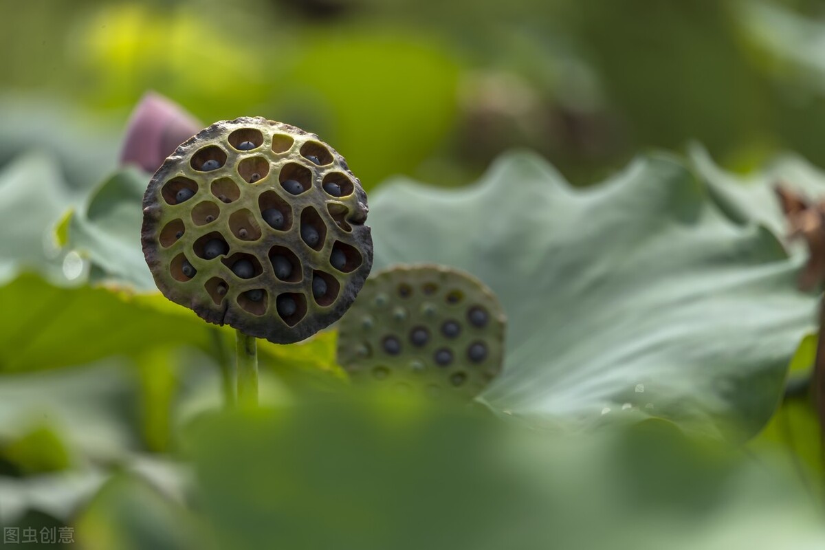 灵芝助睡眠,灵芝泡水治疗失眠的神奇功效