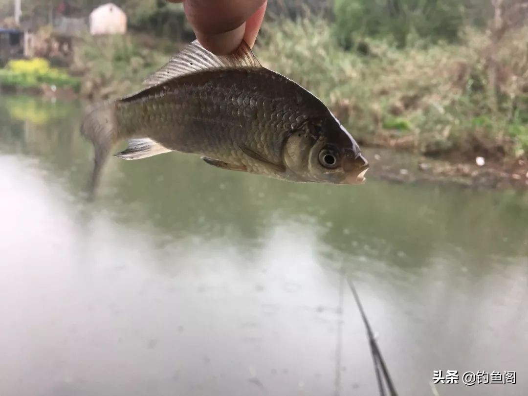 钓鱼频繁咬钩的危害有哪些,钓鱼总是咬钩很深