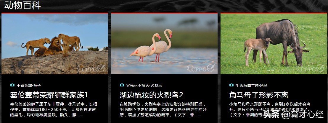 双减政策下孩子们都去哪儿了,双减政策家长必须知道的