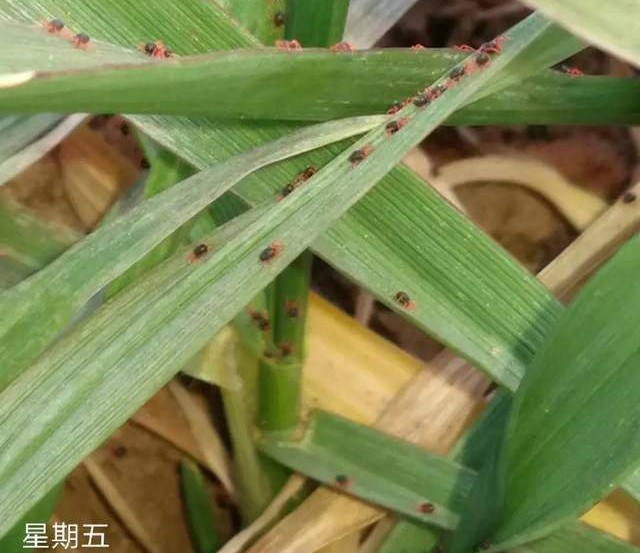 小麦红蜘蛛防治，用这几种药剂就行，看完记得收藏，早晚能用到！