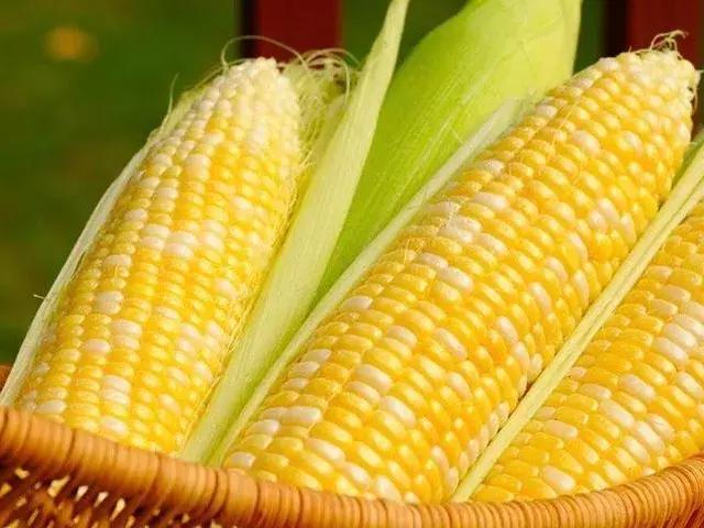 玉米发霉一定会产生黄曲霉吗,玉米发霉是黄曲霉素吗