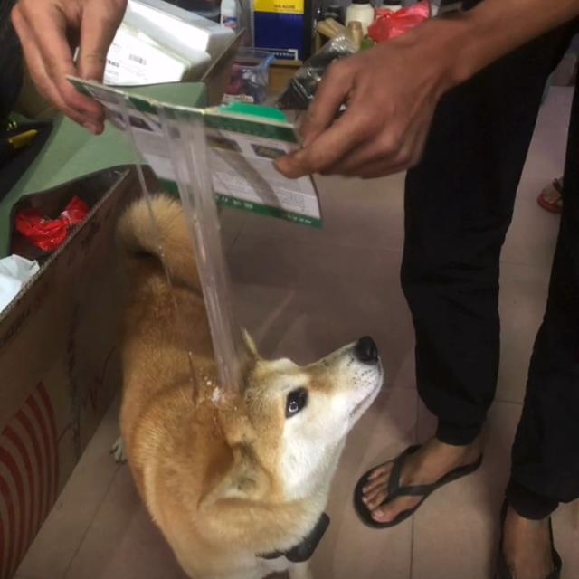 粘鼠板粘到狗身上怎么办,粘鼠胶粘到狗