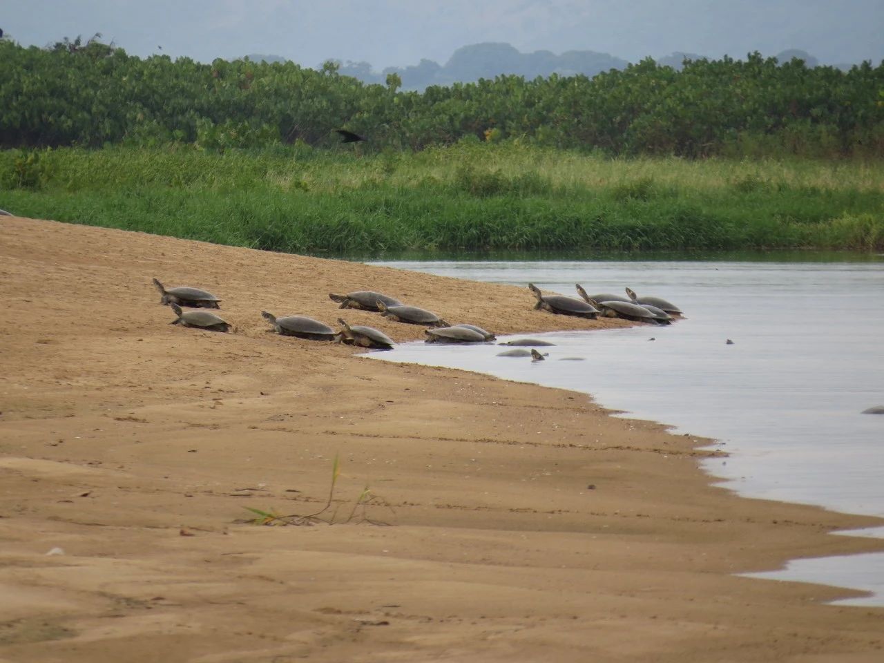 巨型侧颈龟幼龟,巨型侧颈龟下蛋