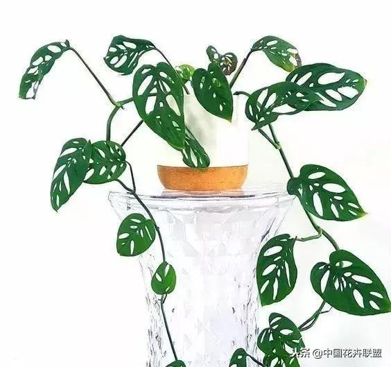 打翻了调色盘的花,打翻了调色盘的美景