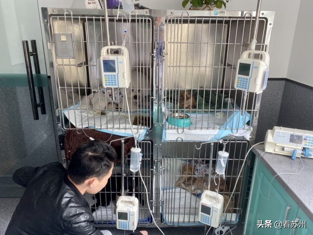 戴LV项圈、吃进口零食、住定制宾馆，网友：活得不如狗