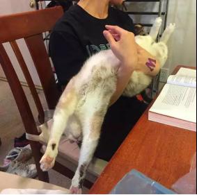 网上都在说猫是液体的，很多人猫奴也认同