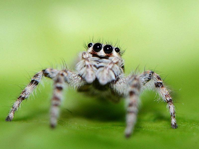 猫咪狗狗的养护,宠物猫和宠物蜘蛛一起养
